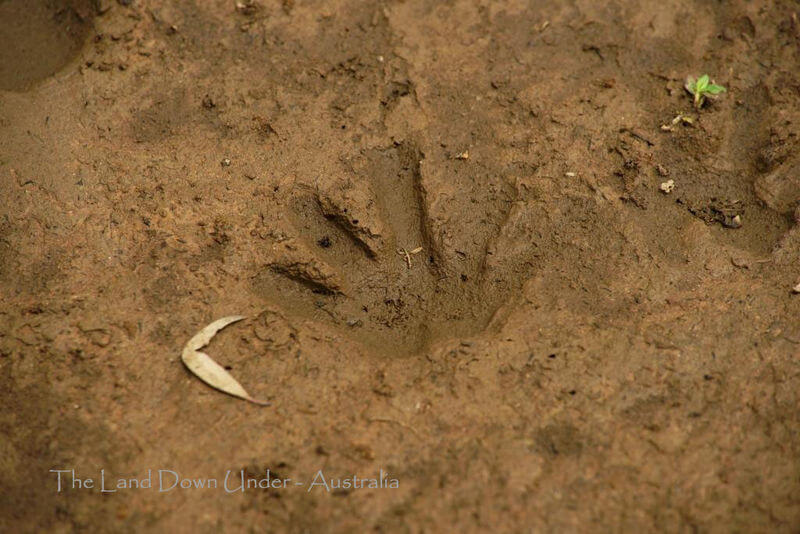 Wildlife Tracks | The Land Down Under